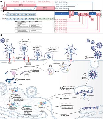 SARS-CoV-2 and the host-immune response